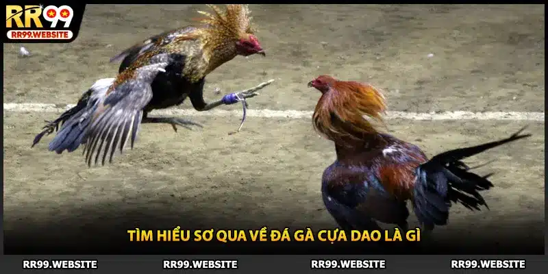 Tìm hiểu sơ qua về đá gà cựa dao là gì